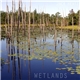 Jack Hertz - Wetlands